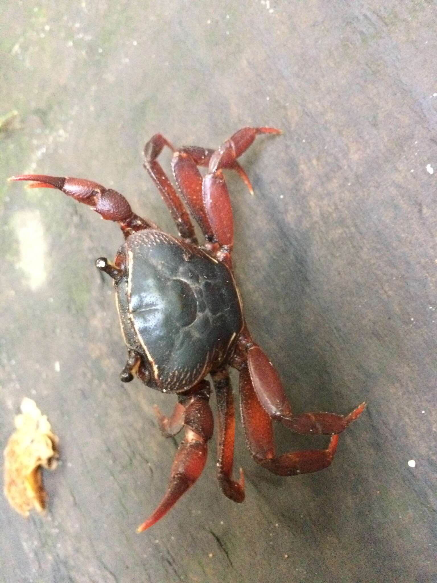 Image of Natal River Crab