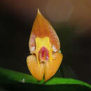 Image of Lepanthes ophelma Luer & R. Escobar