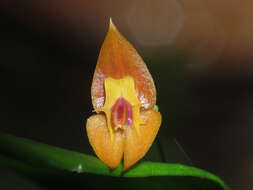 Image of Lepanthes ophelma Luer & R. Escobar