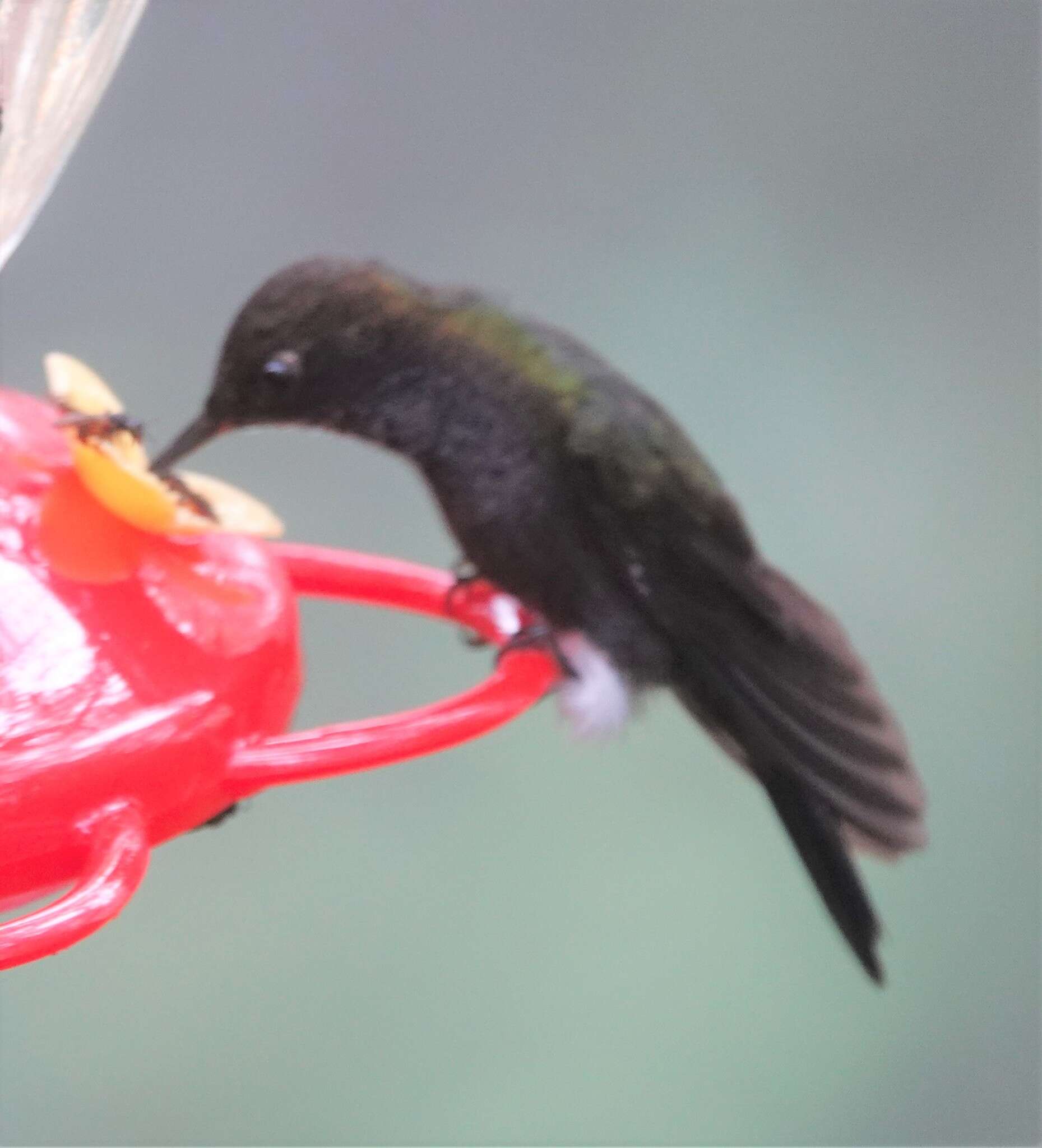 Image of Hoary Puffleg