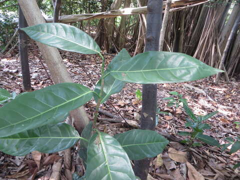 Imagem de Coccoloba diversifolia Jacq.