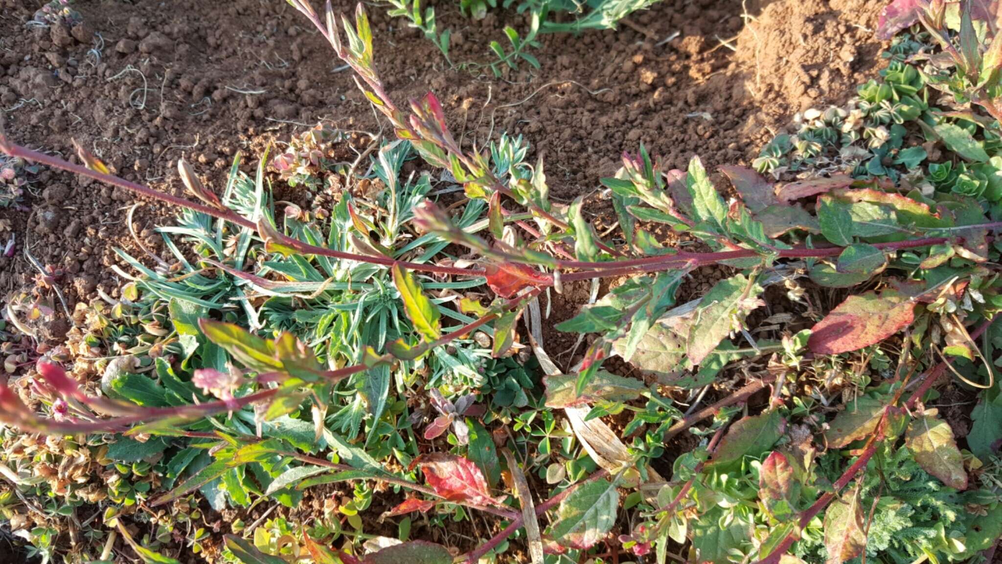 Image of rose evening primrose