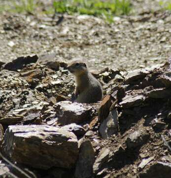 صورة Urocitellus undulatus (Pallas 1778)