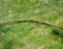 Image of Puccinia liliacearum Duby 1830