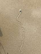 Image of Conuber incei (Philippi 1853)