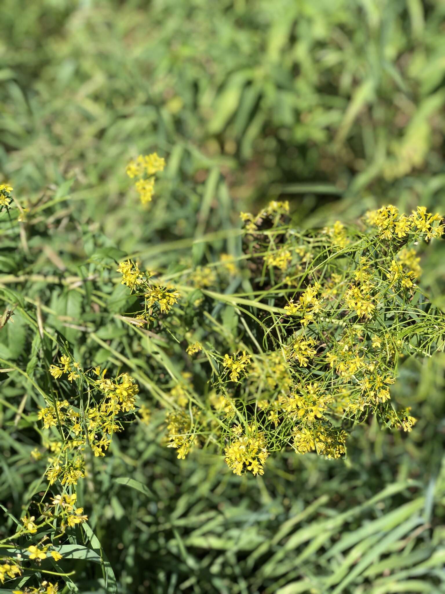 Image of Sisymbrium strictissimum L.