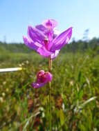 Image of Tuberous Grasspink