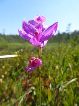 Image of Tuberous Grasspink