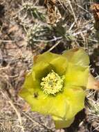 Image of Acmaeodera quadrivittatoides Nelson & Westcott 1995