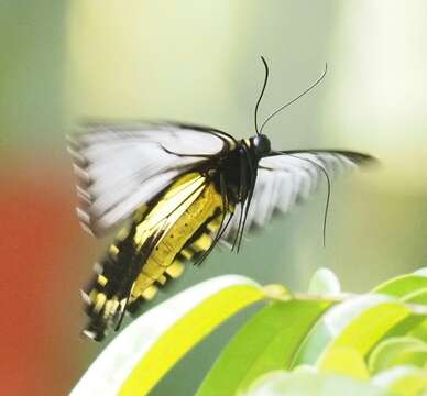 Image of Golden Birdwing