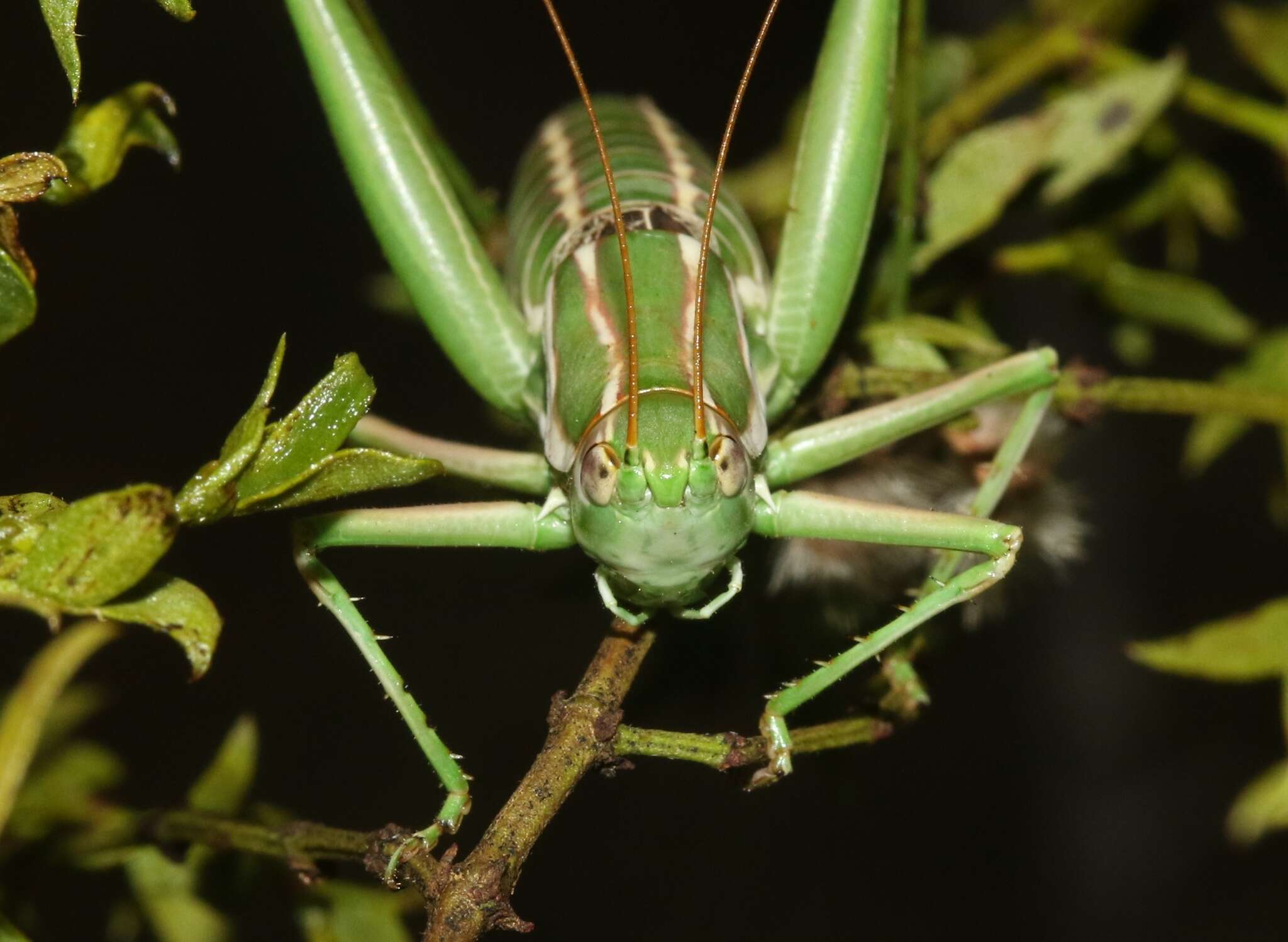 Image of Two-lined Shieldback