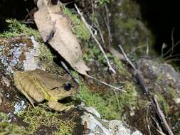 Image of Grey Barred Frog