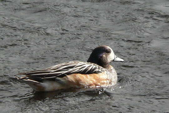 Image of Chiloe Wigeon