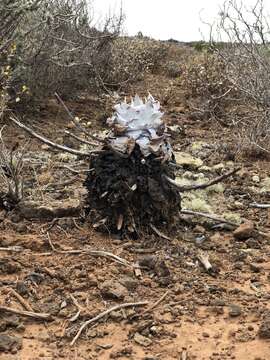 Image of Dudleya anthonyi Rose ex Britton & Rose