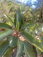 Imagem de Arbutus canariensis Duham.