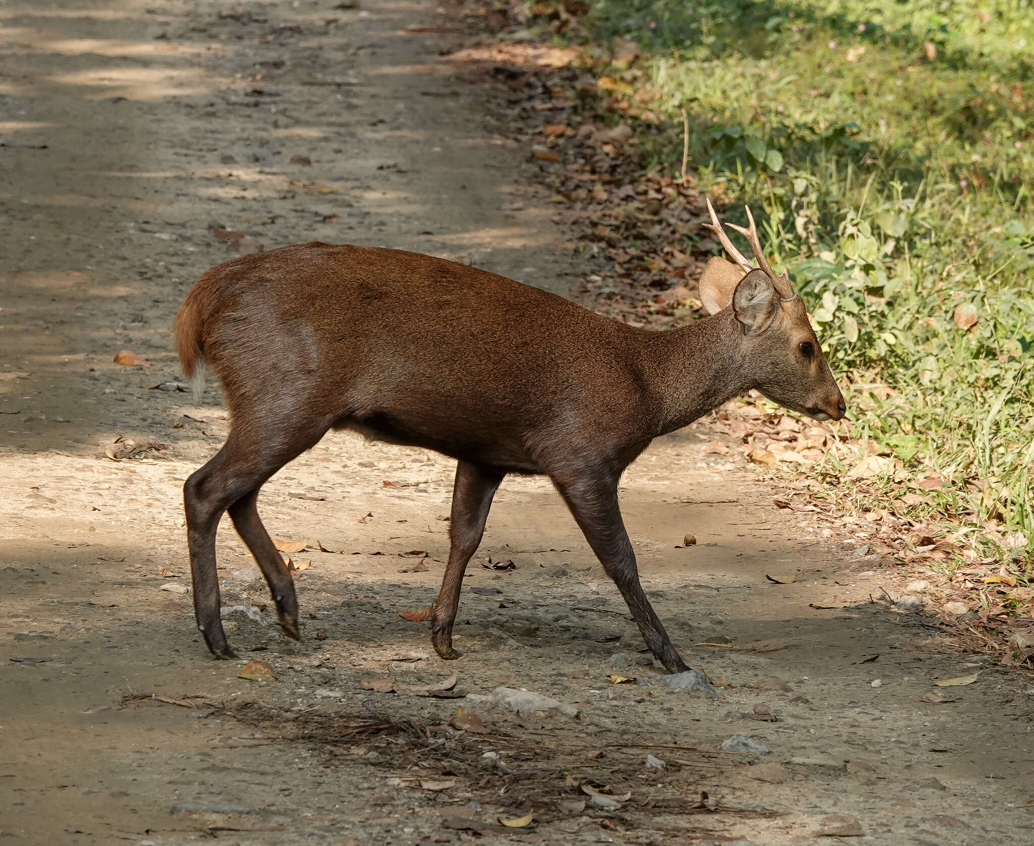 Image of Axis porcinus porcinus (Zimmermann 1780)