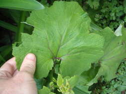 Image of common ragwort