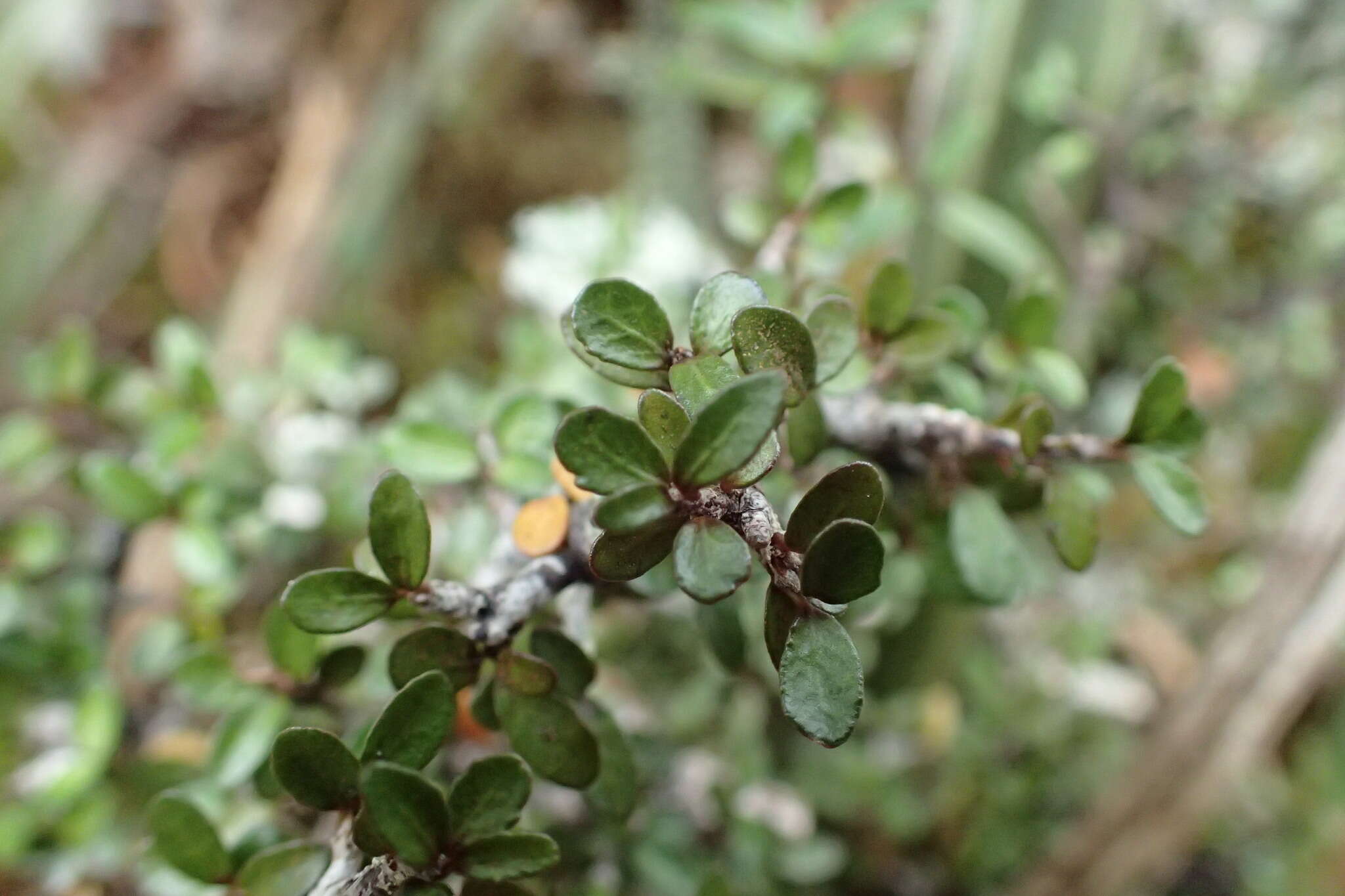 Слика од Pittosporum rigidum Hook. fil.