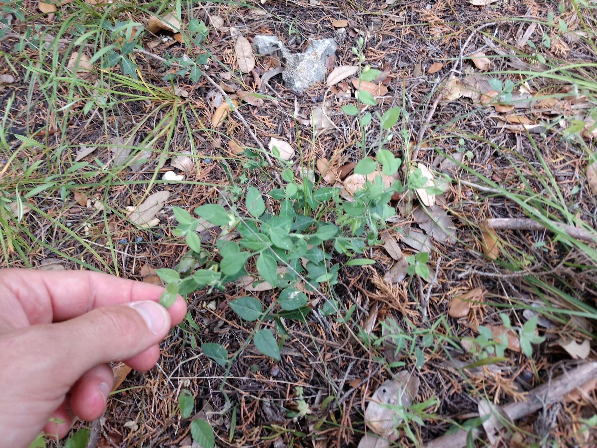 Image of eggleaf milkwort