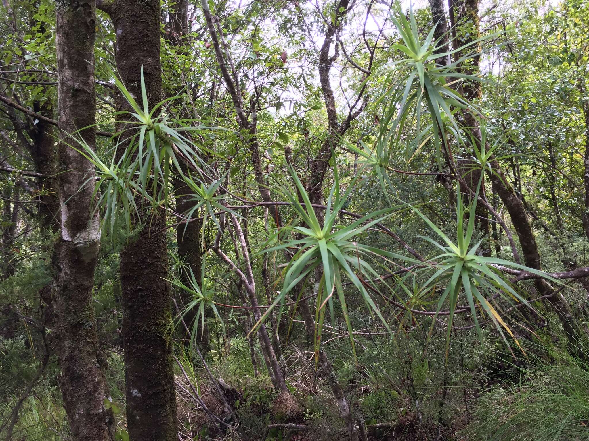 Image de Dracophyllum strictum Hook. fil.