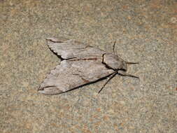 Image of Gray hawk moth