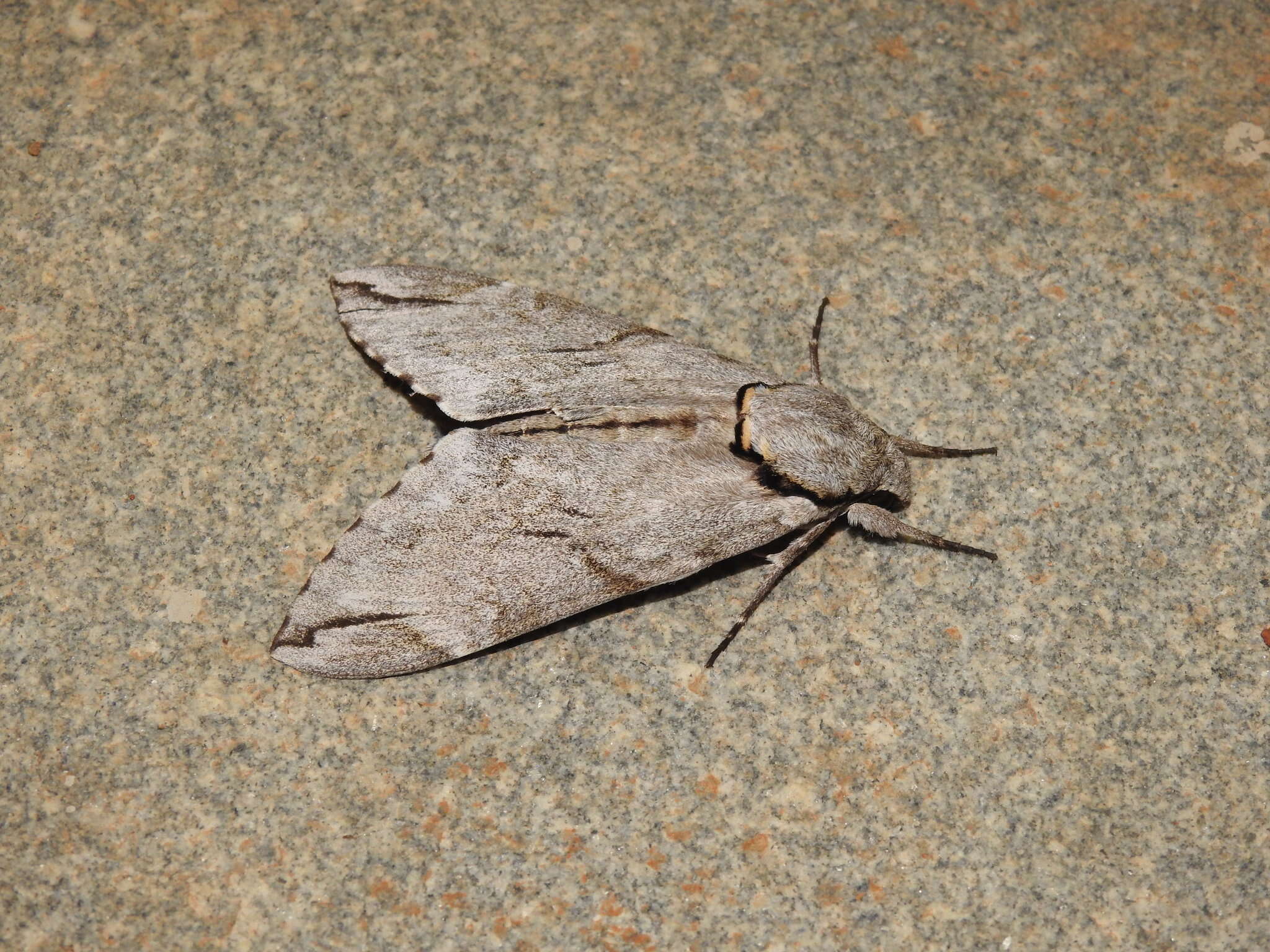 Image of Gray hawk moth