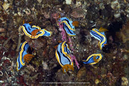 Image of Chromodoris annae Bergh 1877