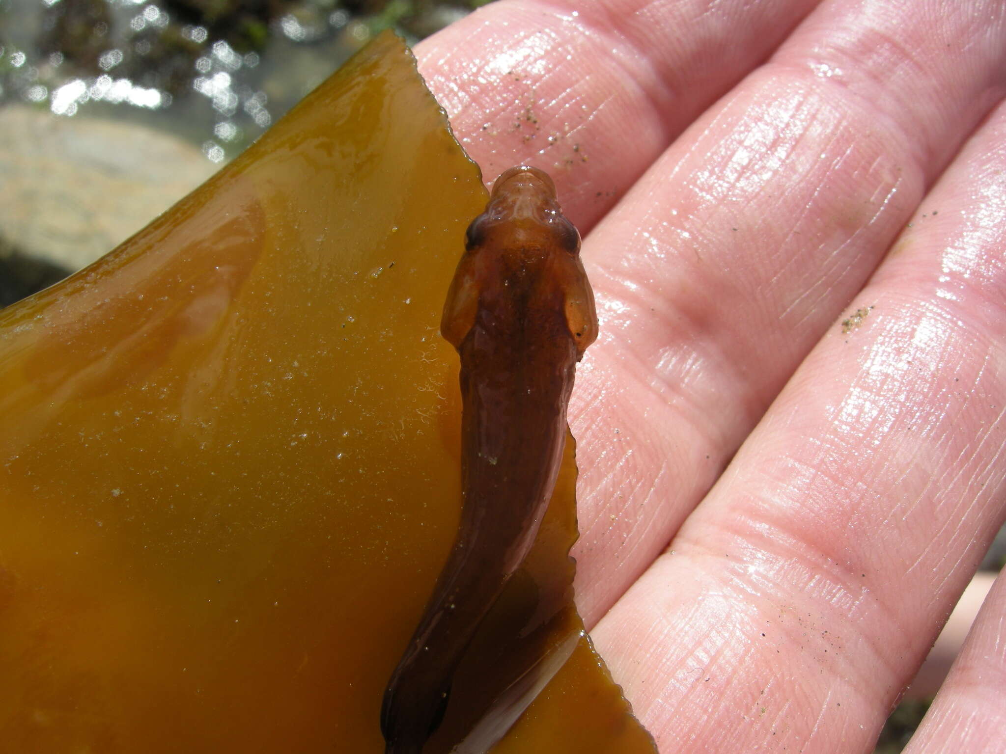 Image of Hector's clingfish