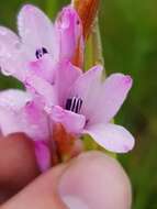 Image of Dierama formosum Hilliard