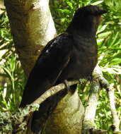 Image of Black Cuckoo