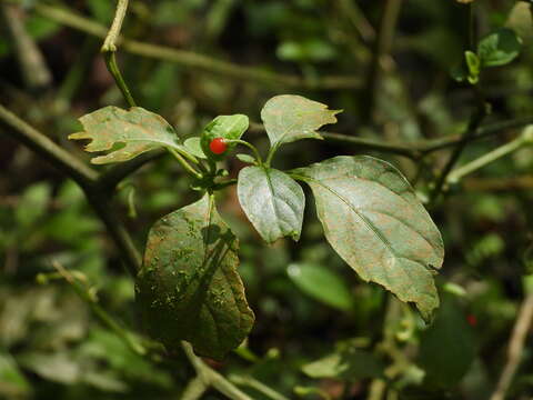 Image of Tubocapsicum anomalum (Franch. & Savat.) Makino