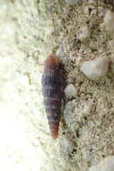 Image of Clausilia rugosa (Draparnaud 1801)