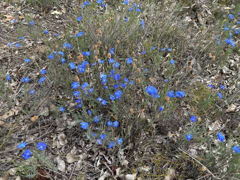 Image of Blue Lechenaultia