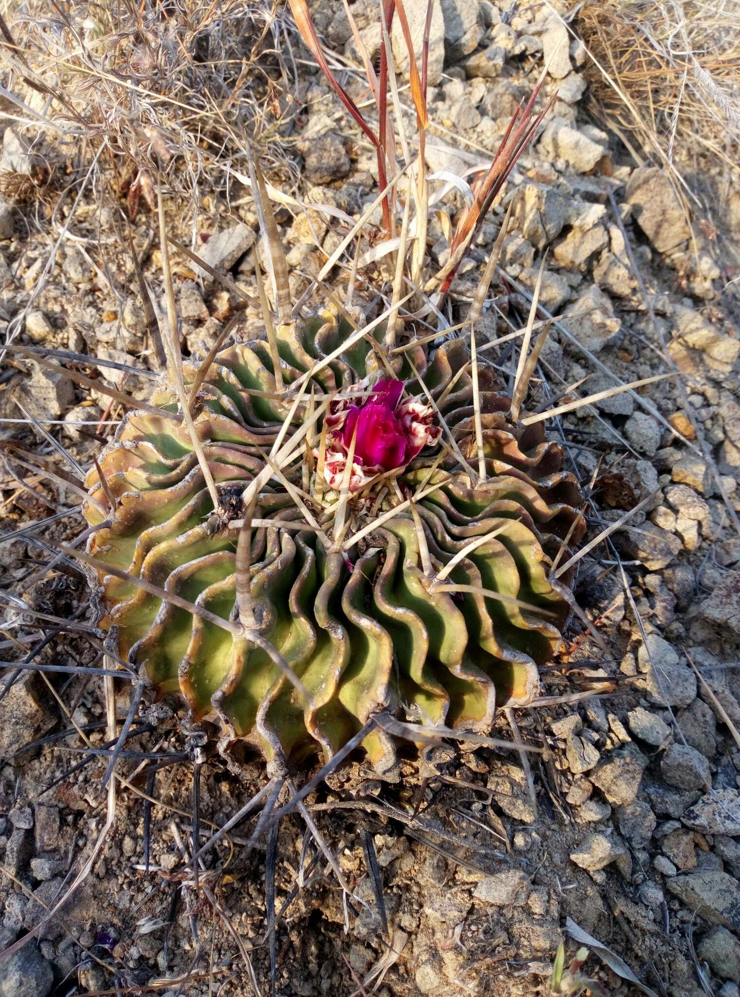 Sivun Echinofossulocactus anfractuosus kuva