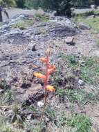 Image of Dyckia remotiflora A. Dietr.