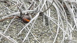 صورة Latrodectus katipo Powell 1871