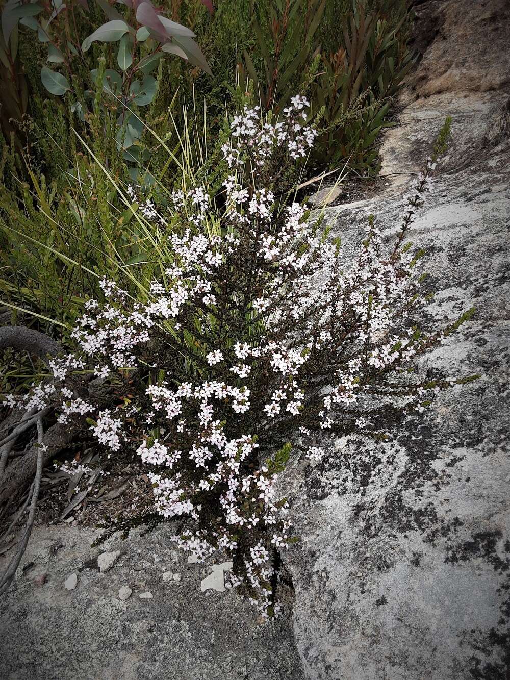 Image of Zieria aspalathoides A. Cunn. ex Benth.