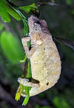 Image of South African Stumptail Chameleon