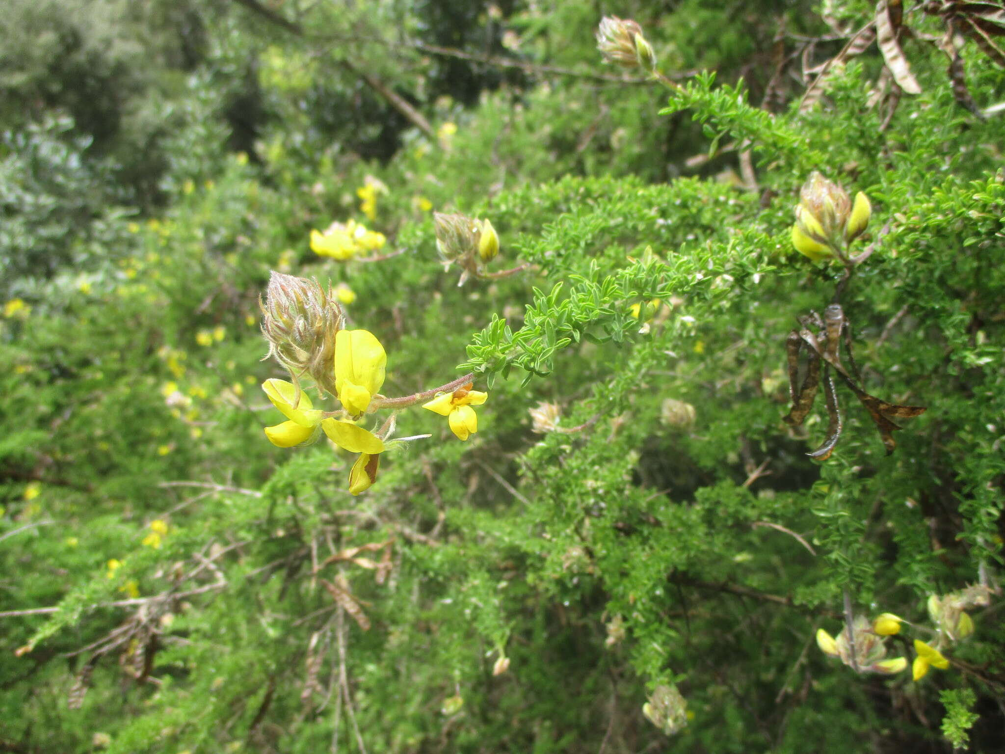 Image of Canary Island flatpod