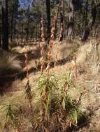 Penstemon gentianoides (Kunth) Poir.的圖片