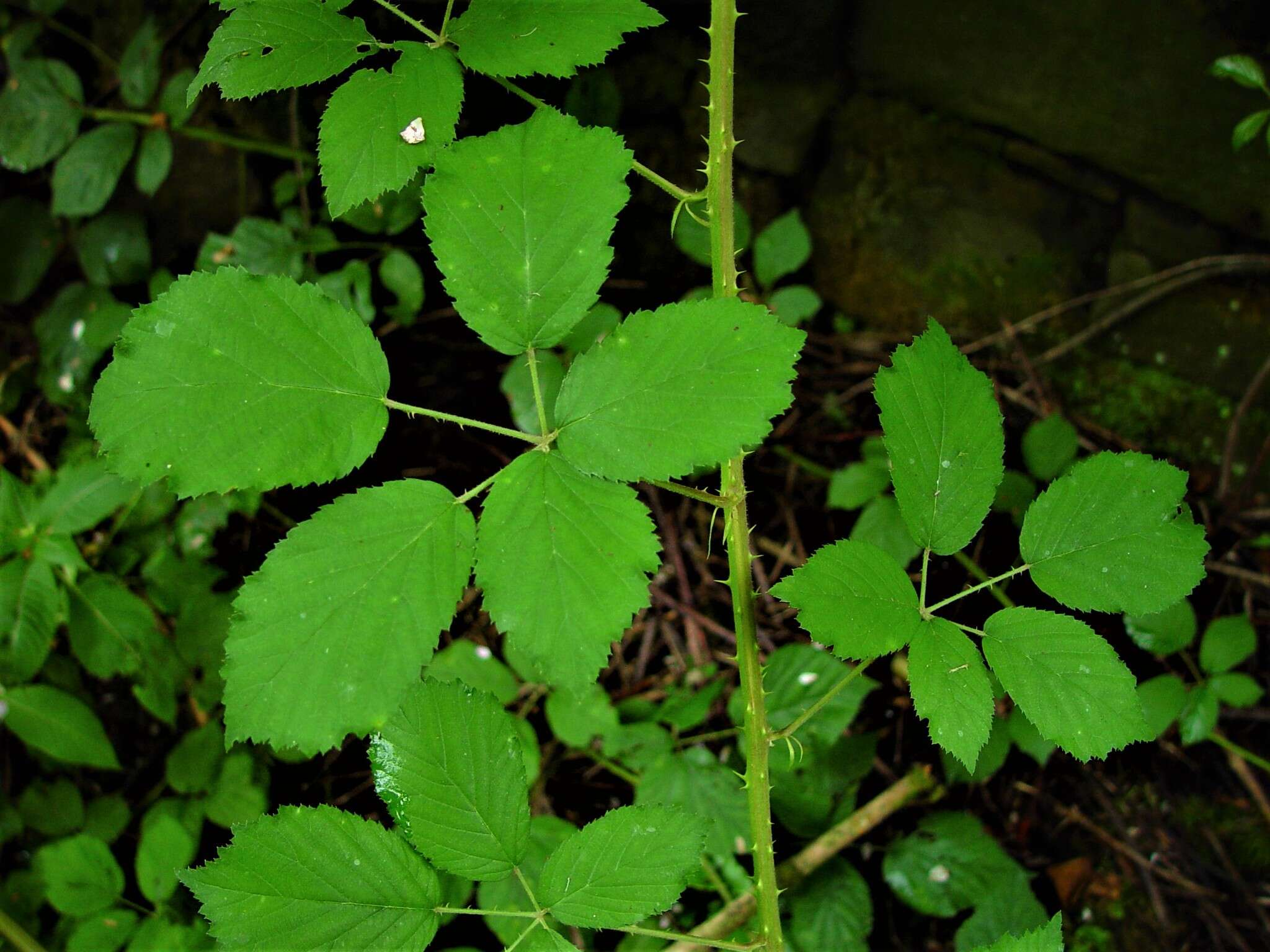 صورة Rubus bartonii Newton