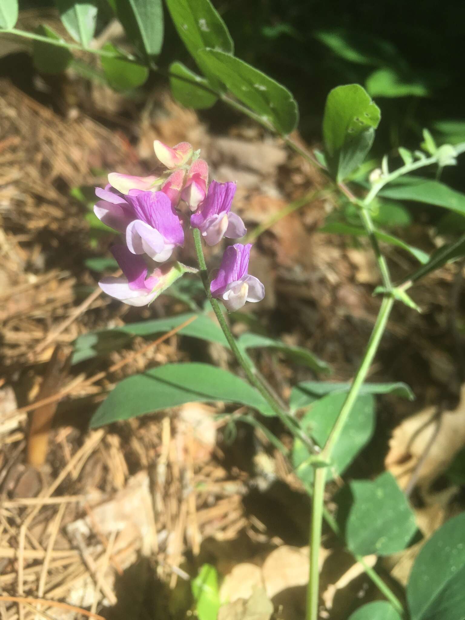 Imagem de Lathyrus venosus Willd.