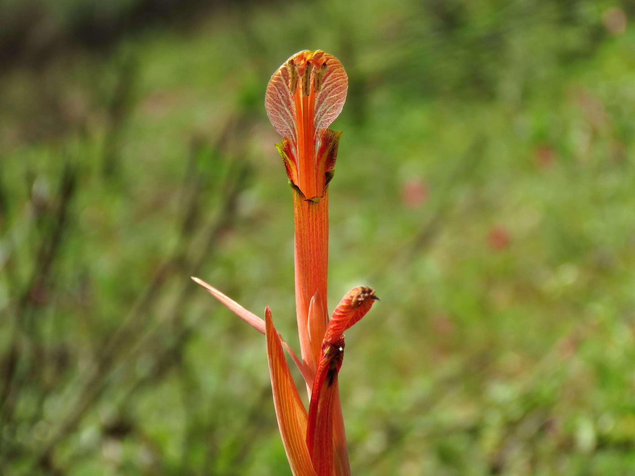 Gladiolus abbreviatus Andrews resmi