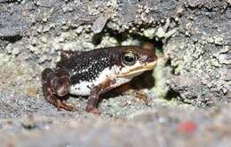 Nimbaphrynoides occidentalis (Angel 1943) resmi