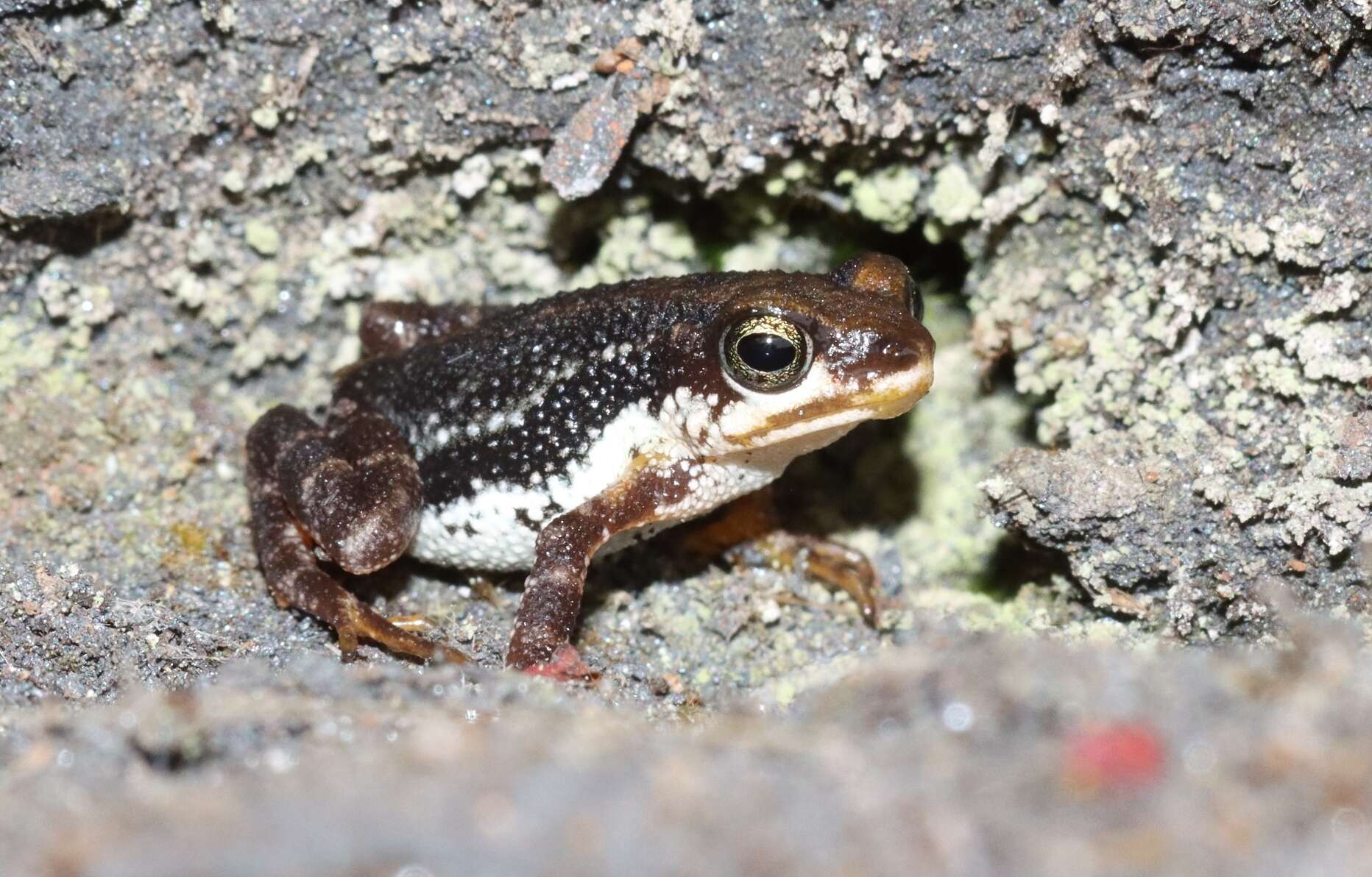 Image of Mount Nimba Viviparous Toad