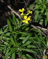 Image of Erysimum candicum subsp. candicum