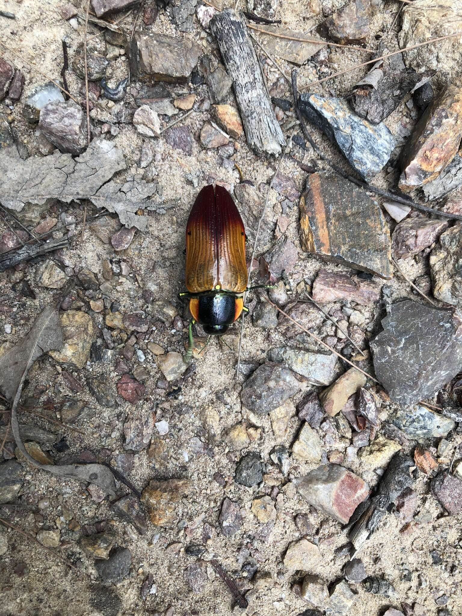 Image of Temognatha variabilis (Donovan 1805)