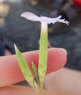 Image of Dianthus japigicus Bianco & S. Brullo