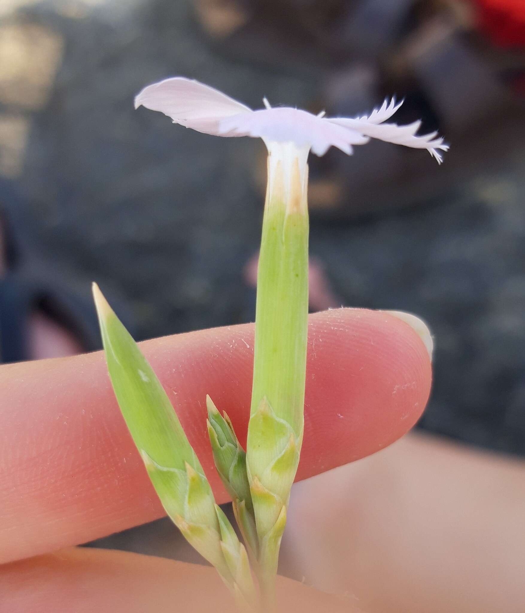 صورة Dianthus japigicus Bianco & S. Brullo