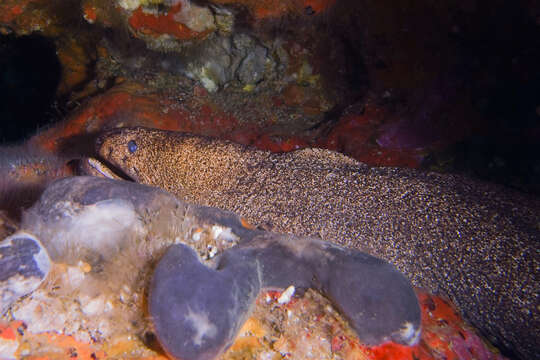 Image of Griffin&#39;s moray